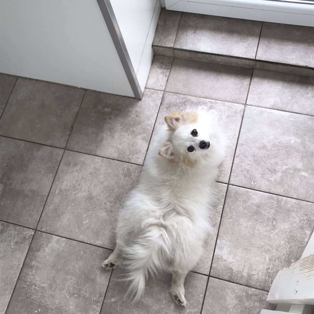 gyvunu prieziura namuose