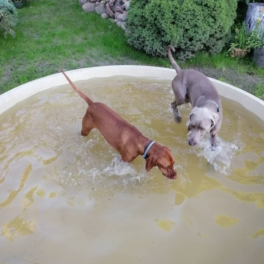 sunu viesbutis isvykus_gyvunu darzelis kaune