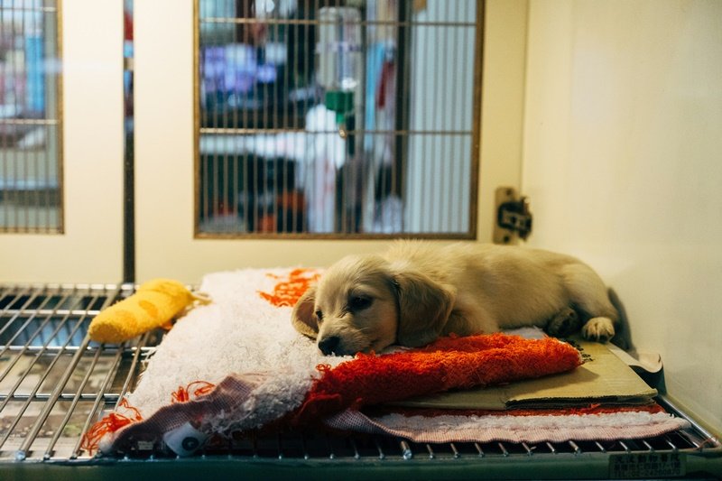 Kaip išsirinkti veterinarą savo augintiniui